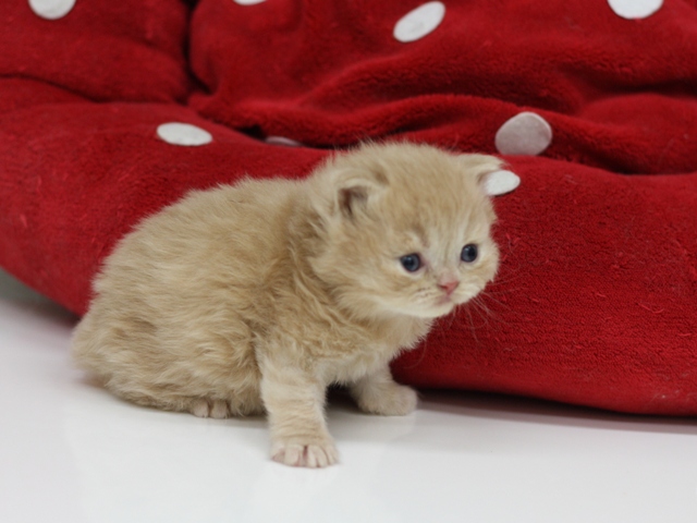 スコティッシュフォールドの子猫画像