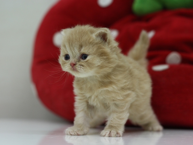 スコティッシュフォールドの子猫画像