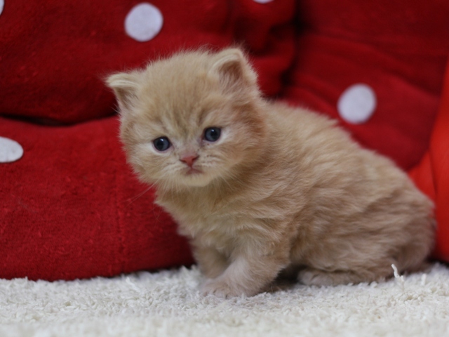 スコティッシュフォールドの子猫画像