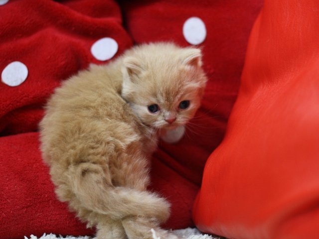スコティッシュフォールドの子猫画像