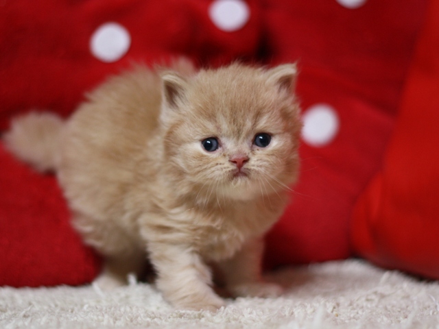 スコティッシュフォールドの子猫画像