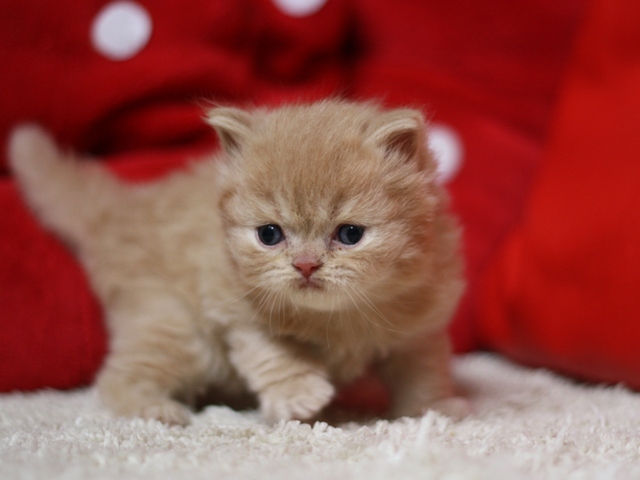 スコティッシュフォールドの子猫画像