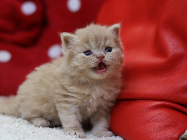 スコティッシュフォールドの子猫画像