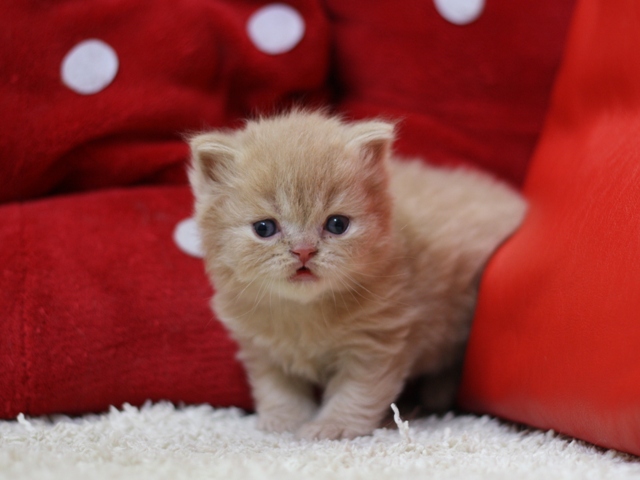 スコティッシュフォールドの子猫画像