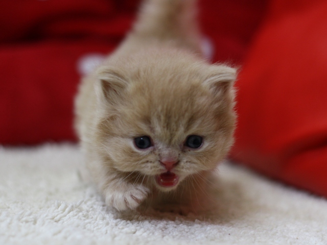 スコティッシュフォールドの子猫画像