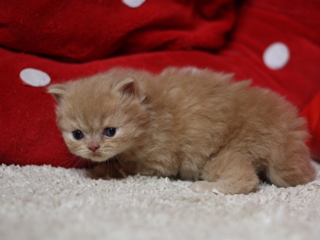 スコティッシュフォールドの子猫画像