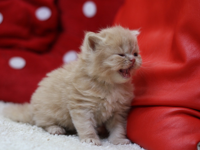 スコティッシュフォールドの子猫画像