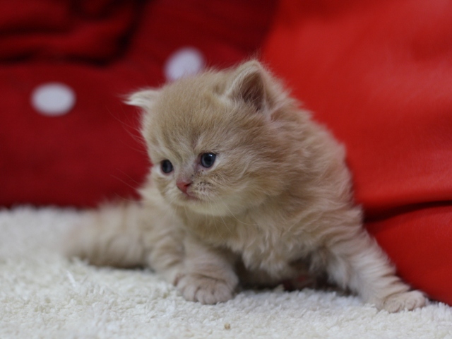 スコティッシュフォールドの子猫画像