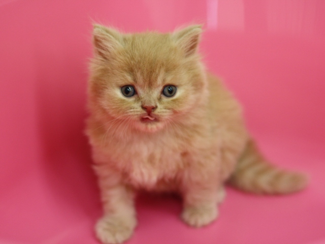 スコティッシュフォールドの子猫画像