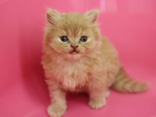 スコティッシュフォールドの子猫画像