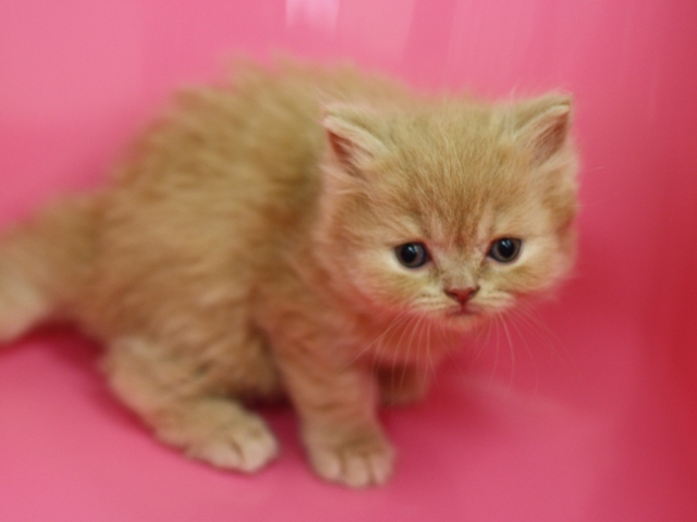 スコティッシュフォールドの子猫画像