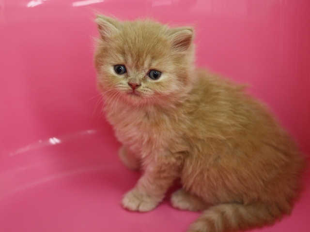 スコティッシュフォールドの子猫画像