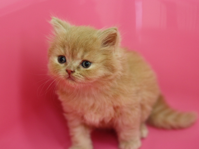 スコティッシュフォールドの子猫画像
