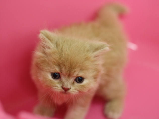スコティッシュフォールドの子猫画像