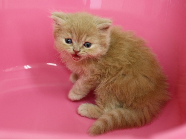 スコティッシュフォールドの子猫画像