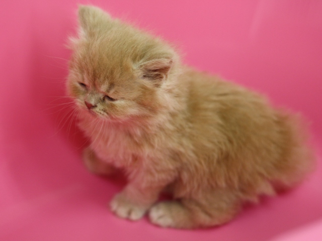 スコティッシュフォールドの子猫画像
