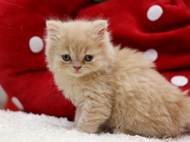 スコティッシュフォールドの子猫画像