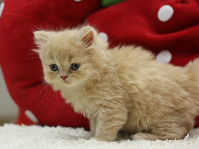 スコティッシュフォールドの子猫画像