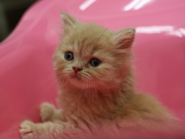 スコティッシュフォールドの子猫画像