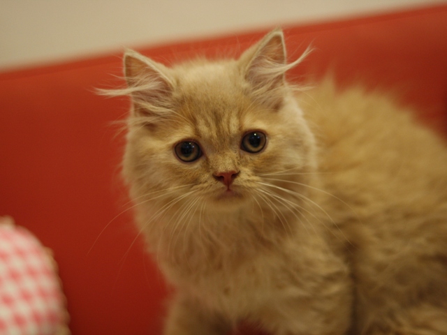 スコティッシュフォールドの子猫画像