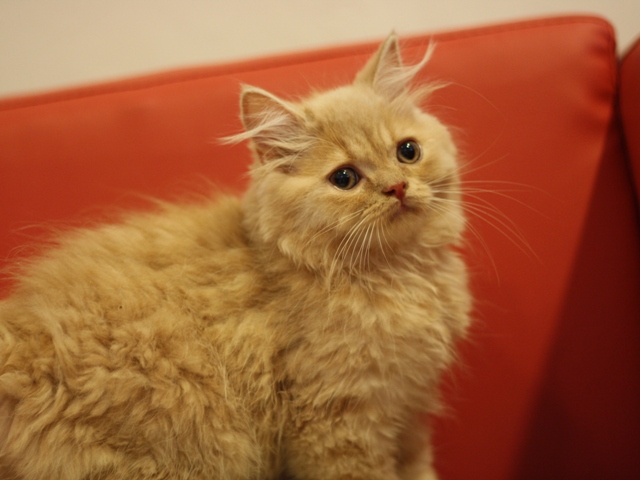 スコティッシュフォールドの子猫画像