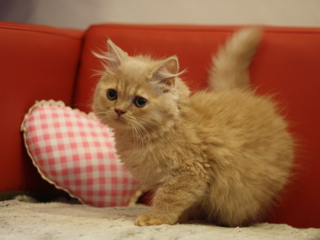 スコティッシュフォールドの子猫画像