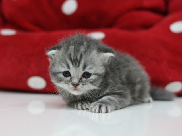 スコティッシュフォールドの子猫画像