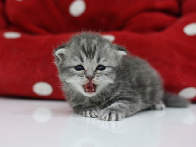 スコティッシュフォールドの子猫画像