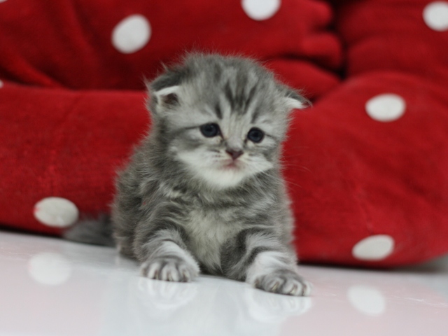 スコティッシュフォールドの子猫画像