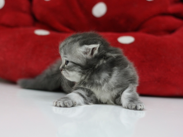 スコティッシュフォールドの子猫画像