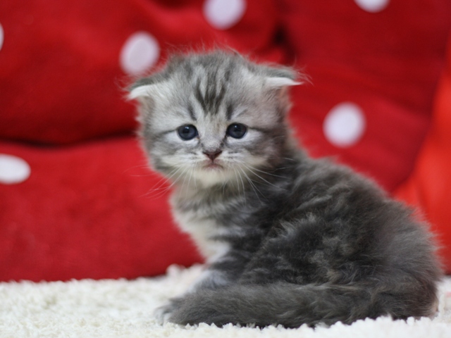 スコティッシュフォールドの子猫画像
