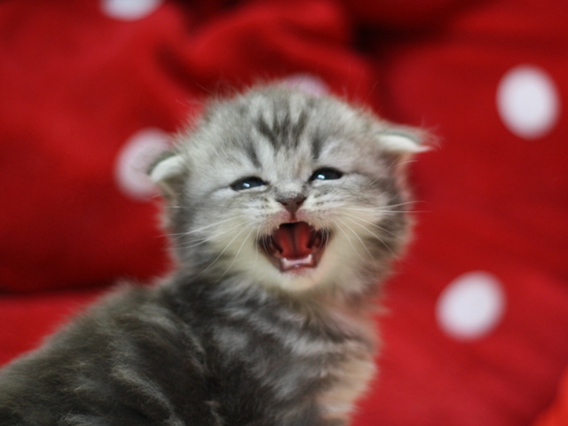 スコティッシュフォールドの子猫画像