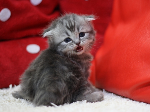 スコティッシュフォールドの子猫画像