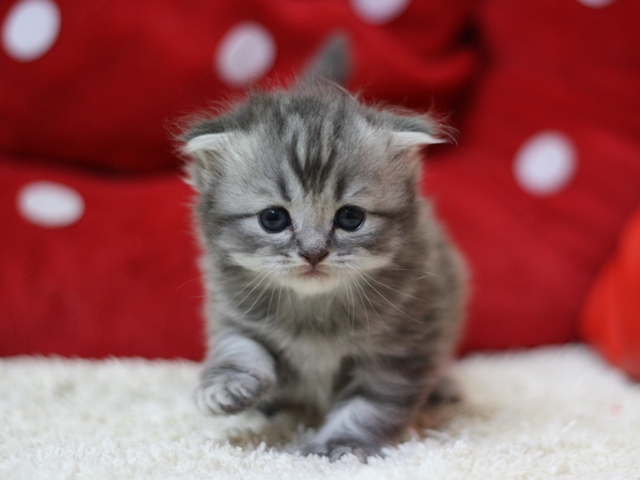 スコティッシュフォールドの子猫画像