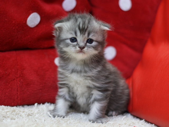 スコティッシュフォールドの子猫画像