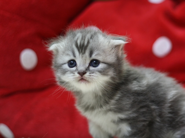 スコティッシュフォールドの子猫画像