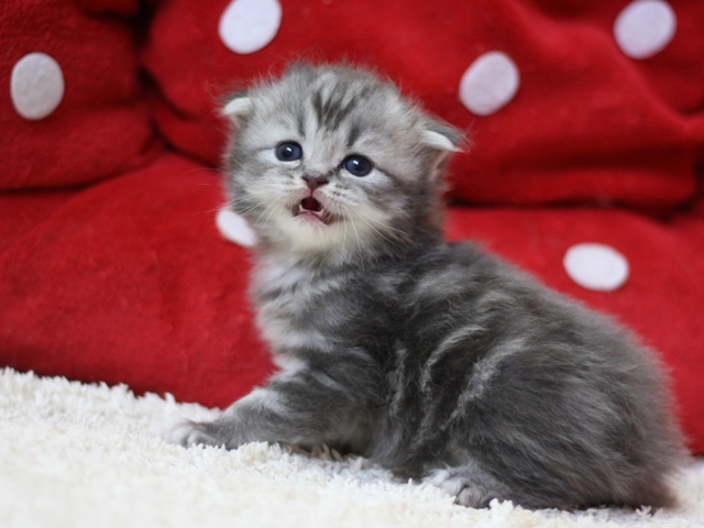 スコティッシュフォールドの子猫画像