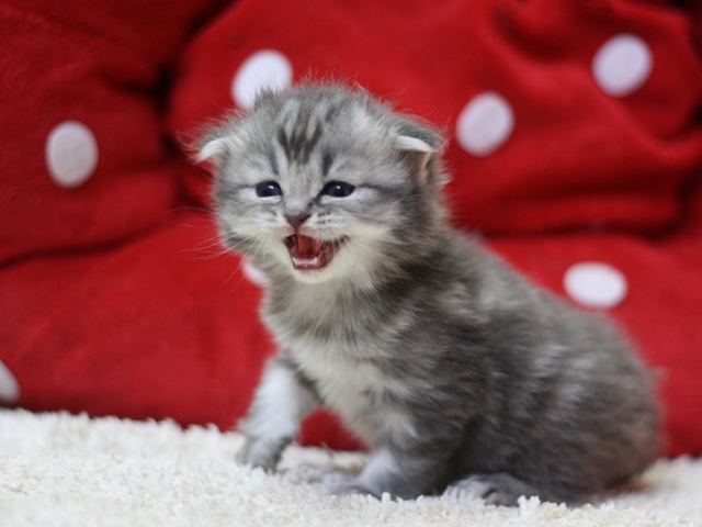 スコティッシュフォールドの子猫画像
