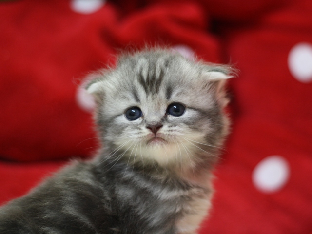 スコティッシュフォールドの子猫画像