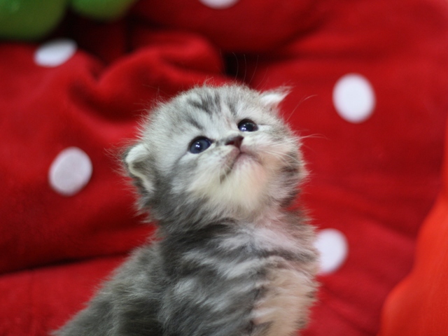 スコティッシュフォールドの子猫画像