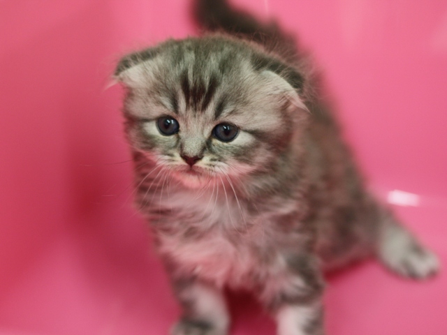 スコティッシュフォールドの子猫画像