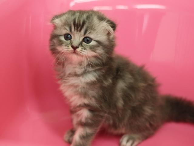 スコティッシュフォールドの子猫画像