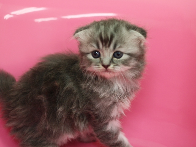 スコティッシュフォールドの子猫画像