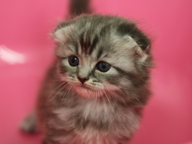 スコティッシュフォールドの子猫画像