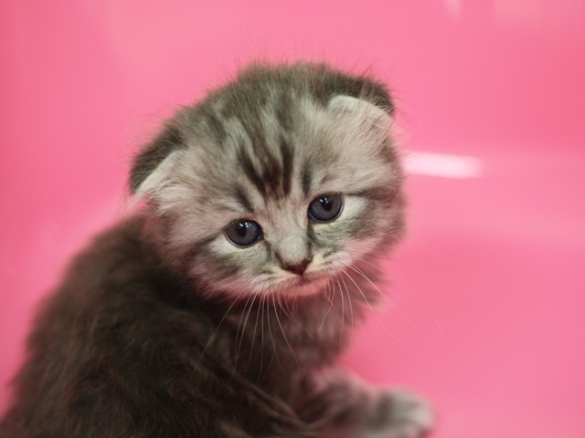 スコティッシュフォールドの子猫画像