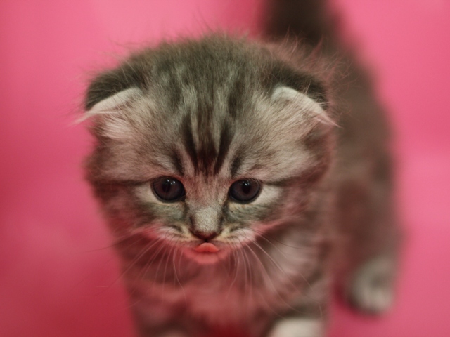 スコティッシュフォールドの子猫画像