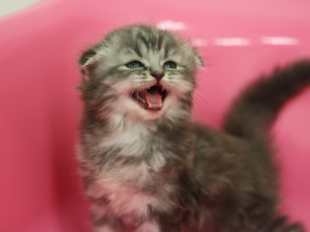 スコティッシュフォールドの子猫画像