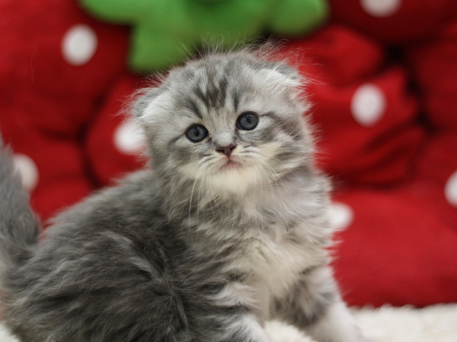 スコティッシュフォールドの子猫画像