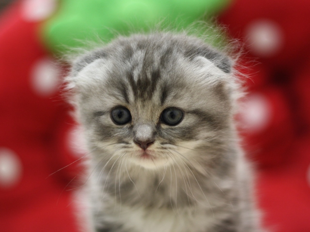 スコティッシュフォールドの子猫画像