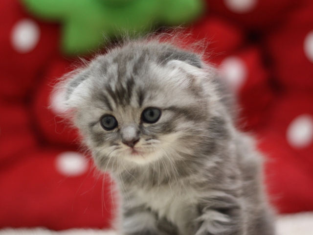 スコティッシュフォールドの子猫画像